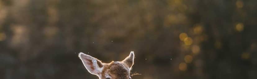 Unauth title vrCYBOvI